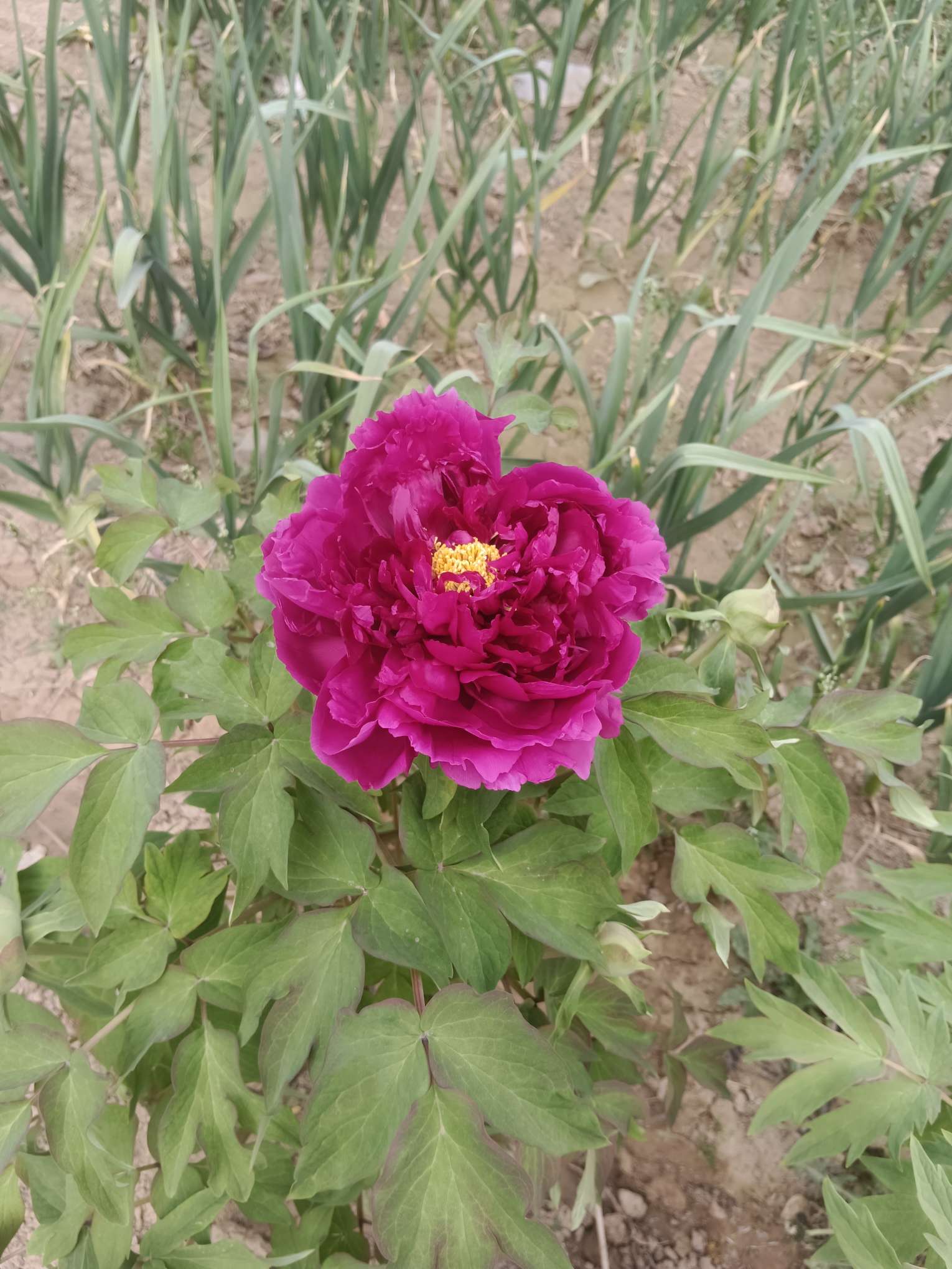 牡丹区华宇制衣工厂图片3